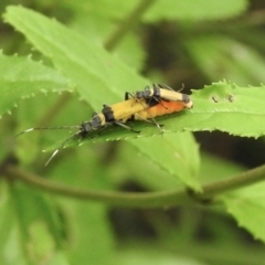 Chauliognathus imperialis (Imperial Soldier Beetle) at Bundanoon, NSW - 18 Jan 2023 by GlossyGal