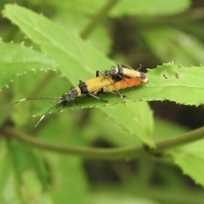 Chauliognathus sp. (genus) (Soldier beetle) at Bundanoon - 17 Jan 2023 by GlossyGal