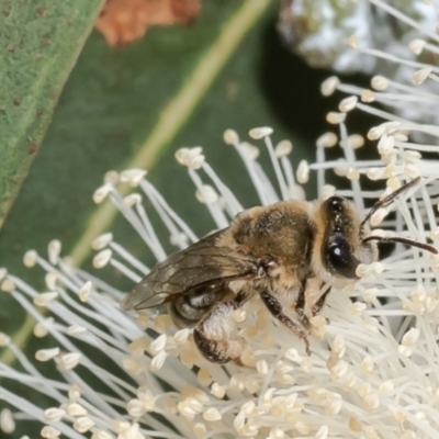 Leioproctus (Leioproctus) amabilis (A plaster bee) at Macgregor, ACT - 19 Jan 2023 by Roger