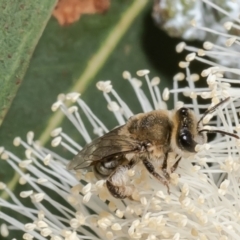 Leioproctus (Leioproctus) amabilis (A plaster bee) at Macgregor, ACT - 19 Jan 2023 by Roger