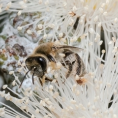 Leioproctus (Leioproctus) amabilis at Macgregor, ACT - 19 Jan 2023