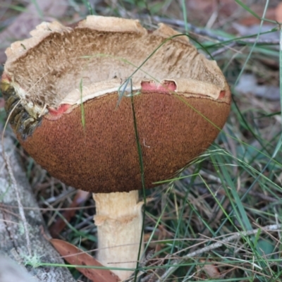 Unidentified Cap on a stem; teeth below cap at Pambula Beach, NSW - 1 Jan 2023 by KylieWaldon