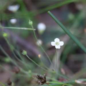 Mitrasacme polymorpha at Pambula Beach, NSW - 2 Jan 2023