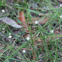 Mitrasacme polymorpha at Pambula Beach, NSW - 2 Jan 2023