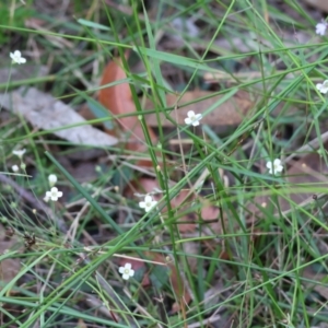 Mitrasacme polymorpha at Pambula Beach, NSW - 2 Jan 2023