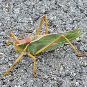 Terpandrus jumbunna at Majura Park, ACT - 19 Jan 2023