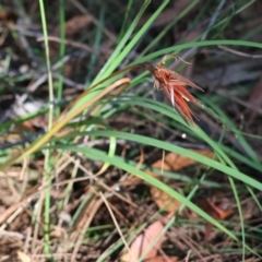 Patersonia sp. at Pambula Beach, NSW - 2 Jan 2023