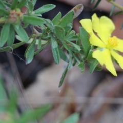 Hibbertia linearis (Showy Guinea Flower) at Ben Boyd National Park - 2 Jan 2023 by KylieWaldon