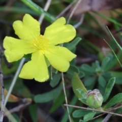 Hibbertia linearis at Pambula Beach, NSW - 2 Jan 2023