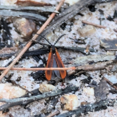 Lycidae sp. (family) (Net-winged beetle) at Ben Boyd National Park - 1 Jan 2023 by KylieWaldon
