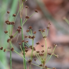 Juncus planifolius (Broad-leaved Rush) at Ben Boyd National Park - 1 Jan 2023 by KylieWaldon