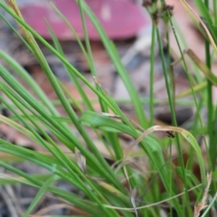 Juncus planifolius at Pambula Beach, NSW - 2 Jan 2023