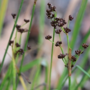 Juncus planifolius at Pambula Beach, NSW - 2 Jan 2023