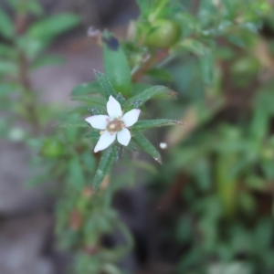 Rhytidosporum procumbens at Pambula Beach, NSW - 2 Jan 2023