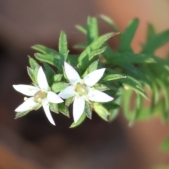 Rhytidosporum procumbens at Pambula Beach, NSW - 2 Jan 2023