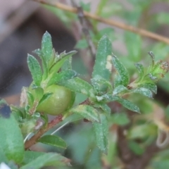 Rhytidosporum procumbens at Pambula Beach, NSW - 2 Jan 2023