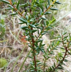 Monotoca scoparia (Broom Heath) at Macarthur, ACT - 19 Jan 2023 by LoisElsiePadgham