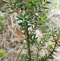 Monotoca scoparia (Broom Heath) at Macarthur, ACT - 19 Jan 2023 by LPadg