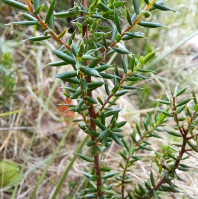 Monotoca scoparia (Broom Heath) at Macarthur, ACT - 19 Jan 2023 by LoisElsiePadgham