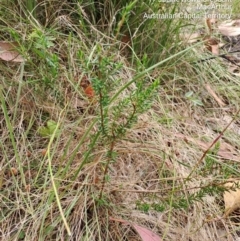 Monotoca scoparia at Macarthur, ACT - 19 Jan 2023 01:42 PM