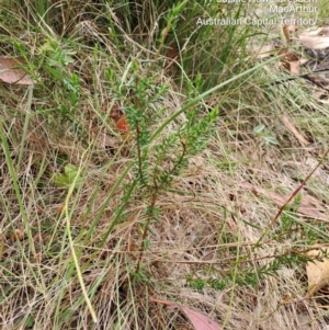 Monotoca scoparia at Macarthur, ACT - 19 Jan 2023