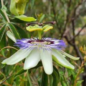 Passiflora caerulea at Isaacs, ACT - 19 Jan 2023