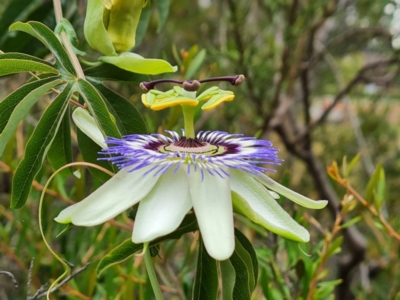 Passiflora caerulea (Blue Passionflower) at Isaacs, ACT - 19 Jan 2023 by Mike