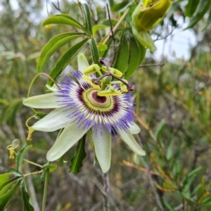 Passiflora caerulea at Isaacs, ACT - 19 Jan 2023 05:22 PM