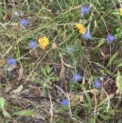 Eryngium ovinum (Blue Devil) at Hughes Grassy Woodland - 19 Jan 2023 by KL