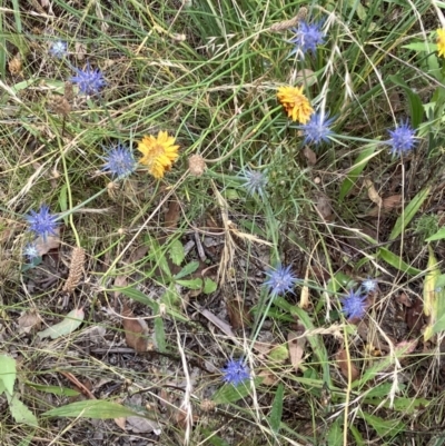 Eryngium ovinum (Blue Devil) at Red Hill to Yarralumla Creek - 19 Jan 2023 by KL