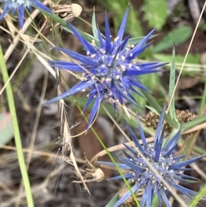 Eryngium ovinum at Deakin, ACT - 19 Jan 2023 04:13 PM