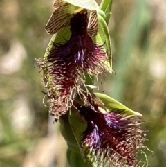Calochilus therophilus (Late Beard Orchid) at Black Mountain - 11 Jan 2023 by AJB