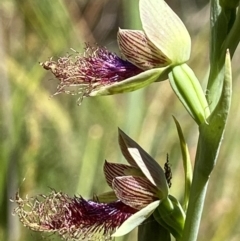 Calochilus therophilus at Aranda, ACT - suppressed