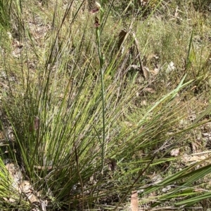 Calochilus therophilus at Aranda, ACT - suppressed