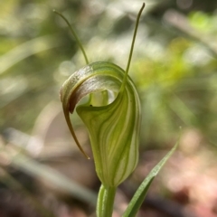 Diplodium atrans (Dark-tip greenhood) at Cotter River, ACT - 12 Jan 2023 by AJB