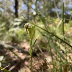 Diplodium atrans at Cotter River, ACT - 12 Jan 2023