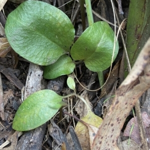 Diplodium atrans at Cotter River, ACT - 12 Jan 2023