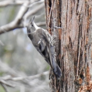 Cormobates leucophaea at Bundanoon, NSW - 18 Jan 2023 10:41 AM