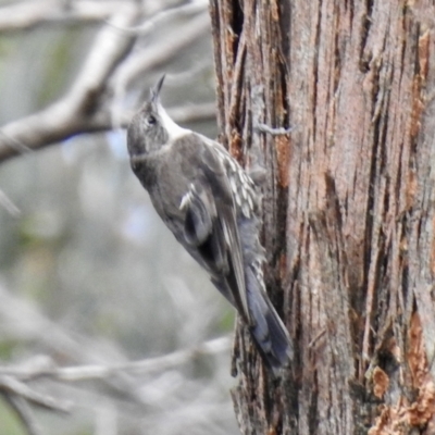 Cormobates leucophaea (White-throated Treecreeper) at Wingecarribee Local Government Area - 17 Jan 2023 by GlossyGal