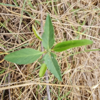 Euphorbia davidii (David's Spurge) at Jerrabomberra, ACT - 19 Jan 2023 by Mike