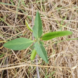 Euphorbia davidii at Jerrabomberra, ACT - 19 Jan 2023
