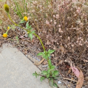 Bidens pilosa at Jerrabomberra, ACT - 19 Jan 2023