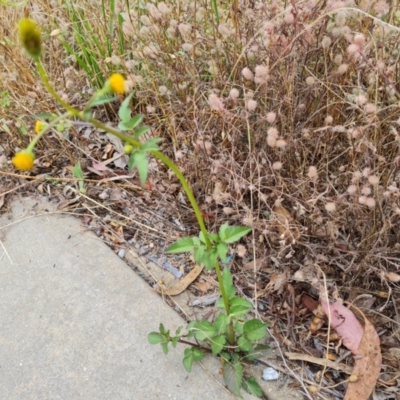 Bidens pilosa (Cobbler's Pegs, Farmer's Friend) at Isaacs Ridge and Nearby - 19 Jan 2023 by Mike