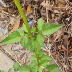 Bidens pilosa at Jerrabomberra, ACT - 19 Jan 2023