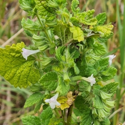 Melissa officinalis (Lemon Balm, Common Balm) at Isaacs Ridge and Nearby - 19 Jan 2023 by Mike
