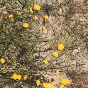 Leptorhynchos squamatus subsp. squamatus at Conder, ACT - 18 Dec 2022