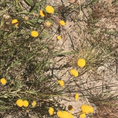 Leptorhynchos squamatus subsp. squamatus (Scaly Buttons) at Conder, ACT - 18 Dec 2022 by Tapirlord