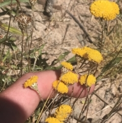 Leptorhynchos squamatus subsp. squamatus at Conder, ACT - 18 Dec 2022