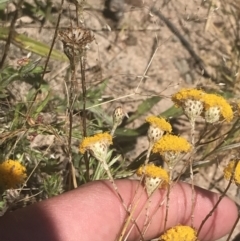 Leptorhynchos squamatus subsp. squamatus at Conder, ACT - 18 Dec 2022