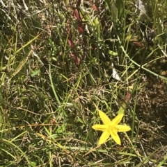 Hypoxis hygrometrica var. villosisepala (Golden Weather-grass) at Conder, ACT - 18 Dec 2022 by Tapirlord